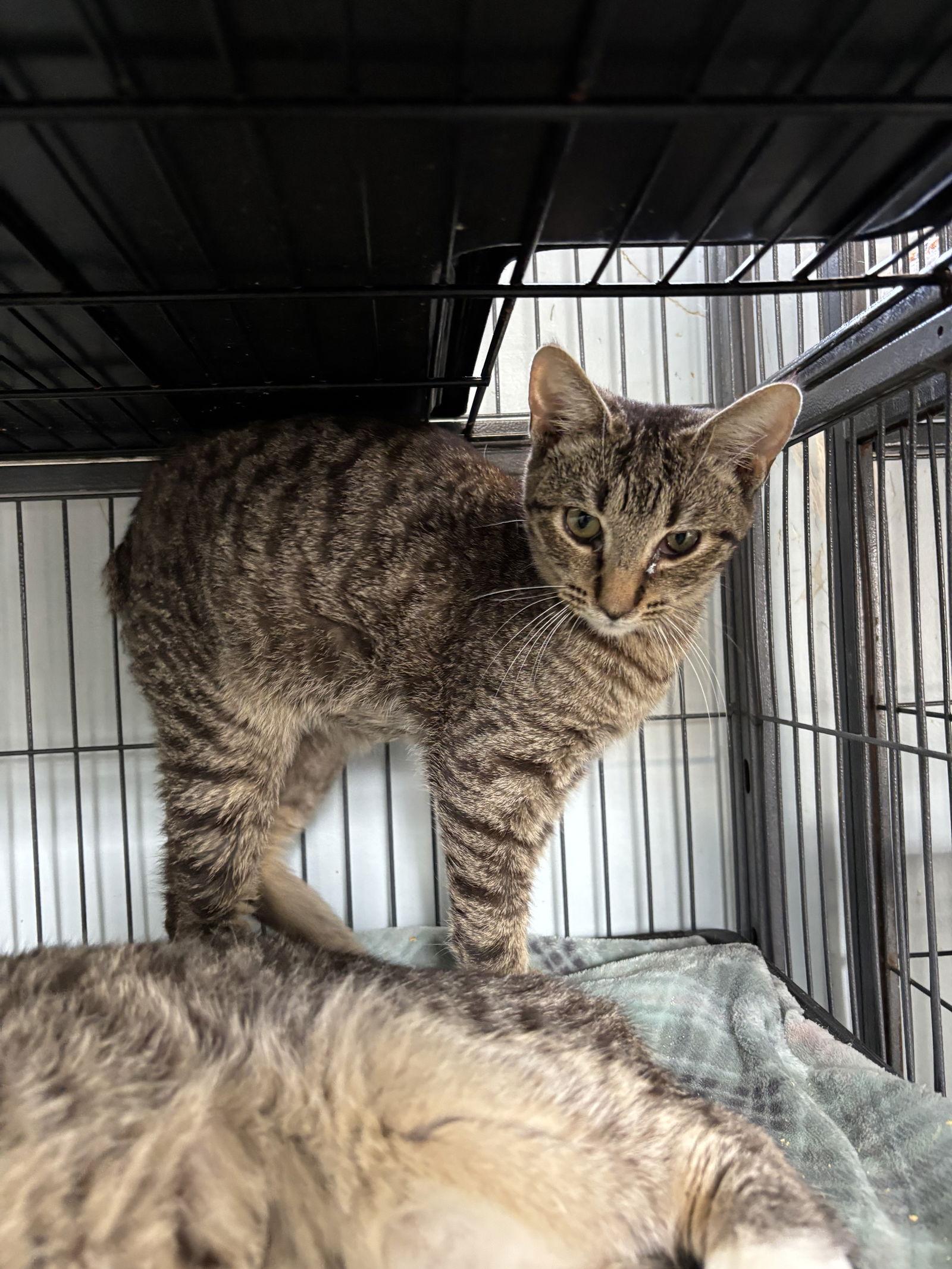 Enlarge Brandon, a Adopted American Shorthair in Naples, FL image 3/3