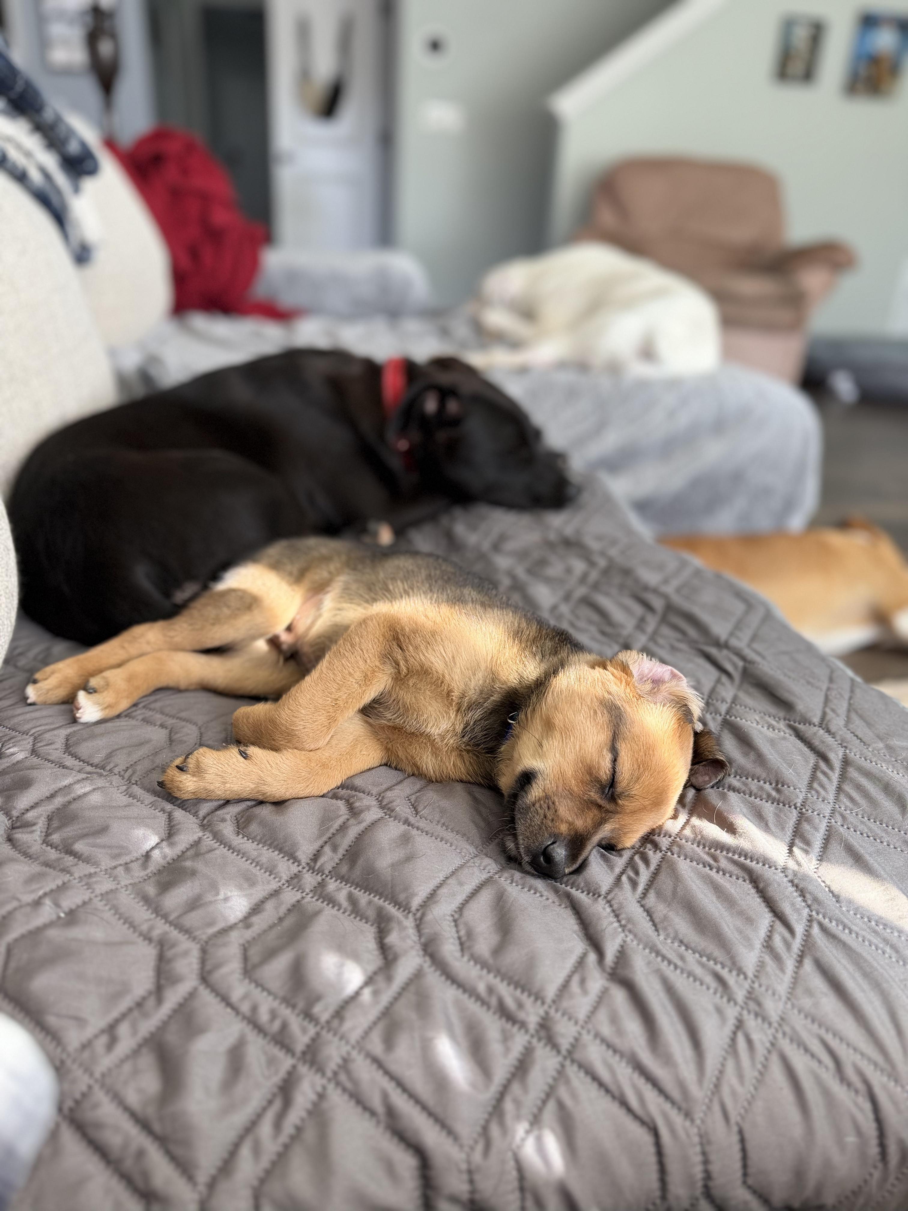 Enlarge Moose, a ADOPTABLE mixed breed in MOORESVILLE, NC image 5/6