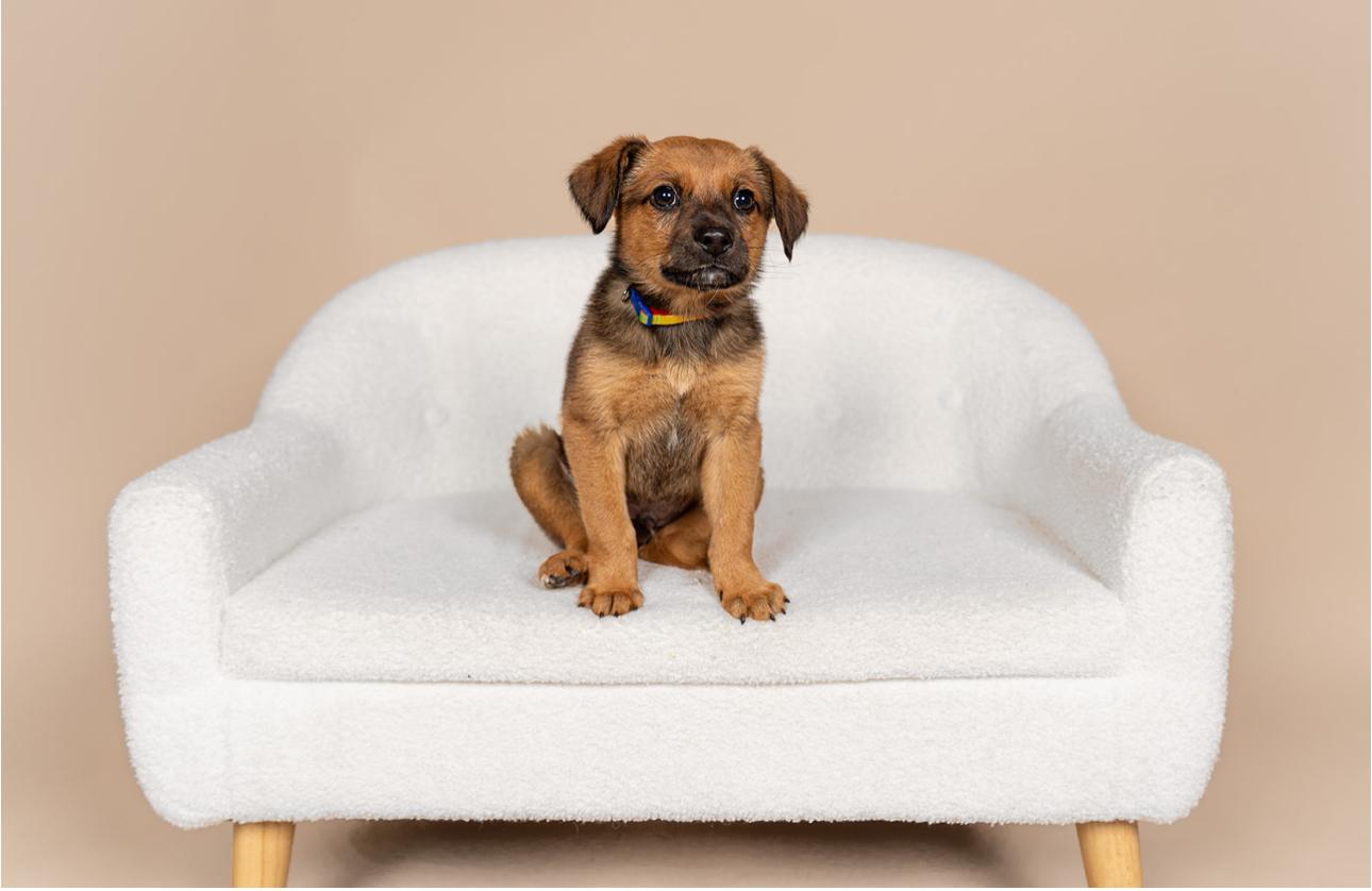 Enlarge Moose, a ADOPTABLE mixed breed in MOORESVILLE, NC image 3/3