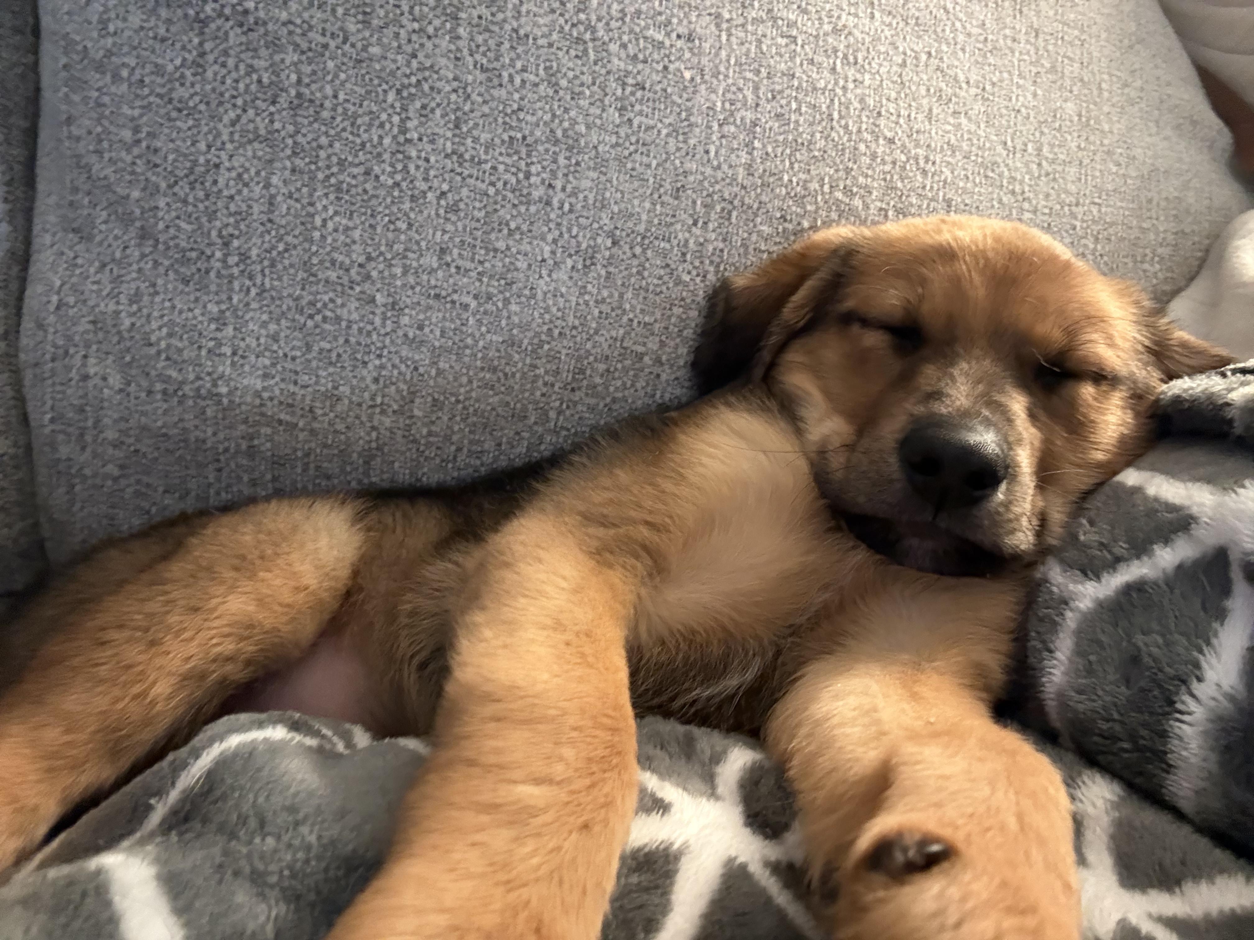 Enlarge Moose, a ADOPTABLE mixed breed in MOORESVILLE, NC image 4/6