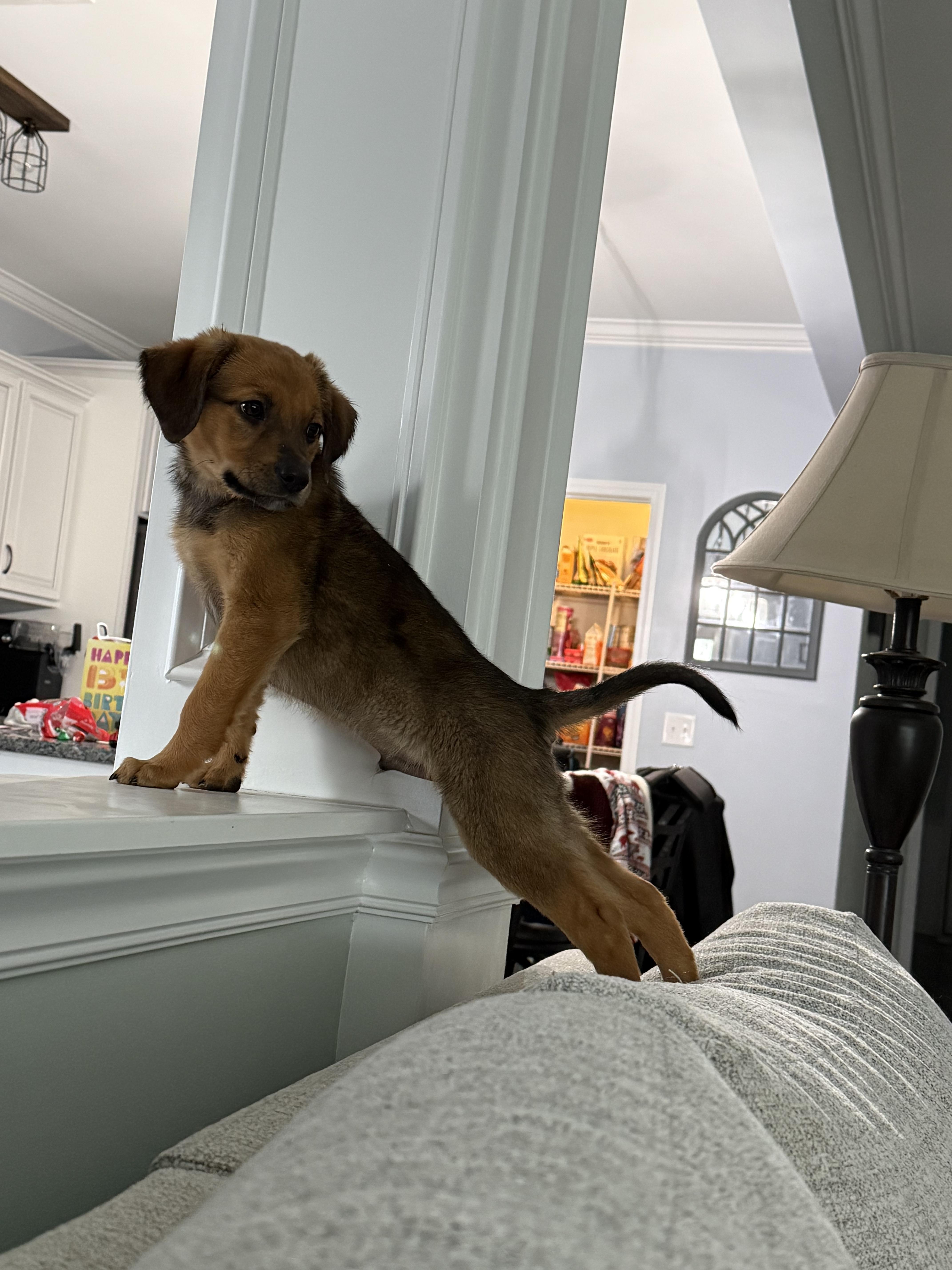 Enlarge Moose, a ADOPTABLE mixed breed in MOORESVILLE, NC image 6/6