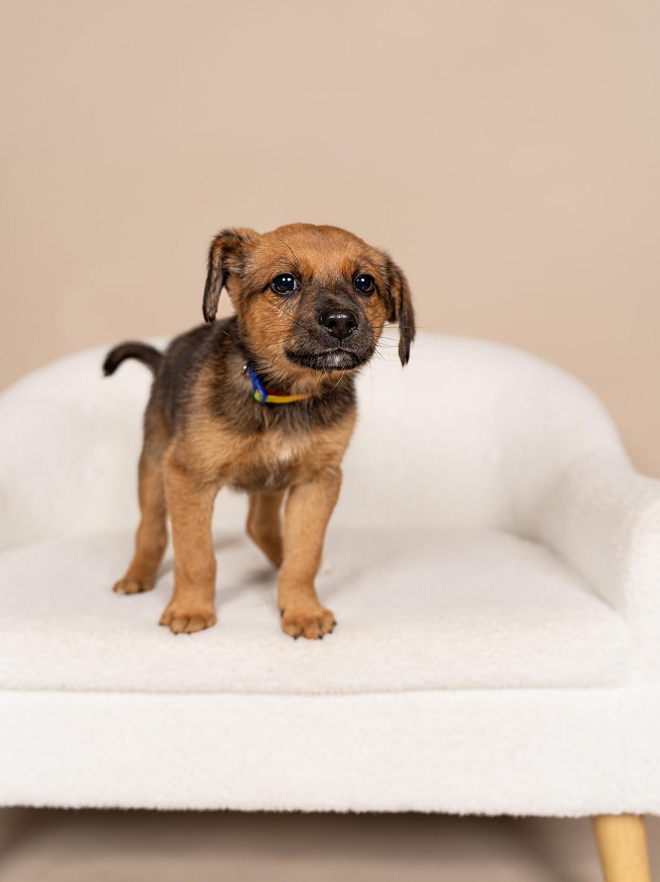 Moose, ADOPTABLE, Young Male Chihuahua & German Shepherd Dog.
