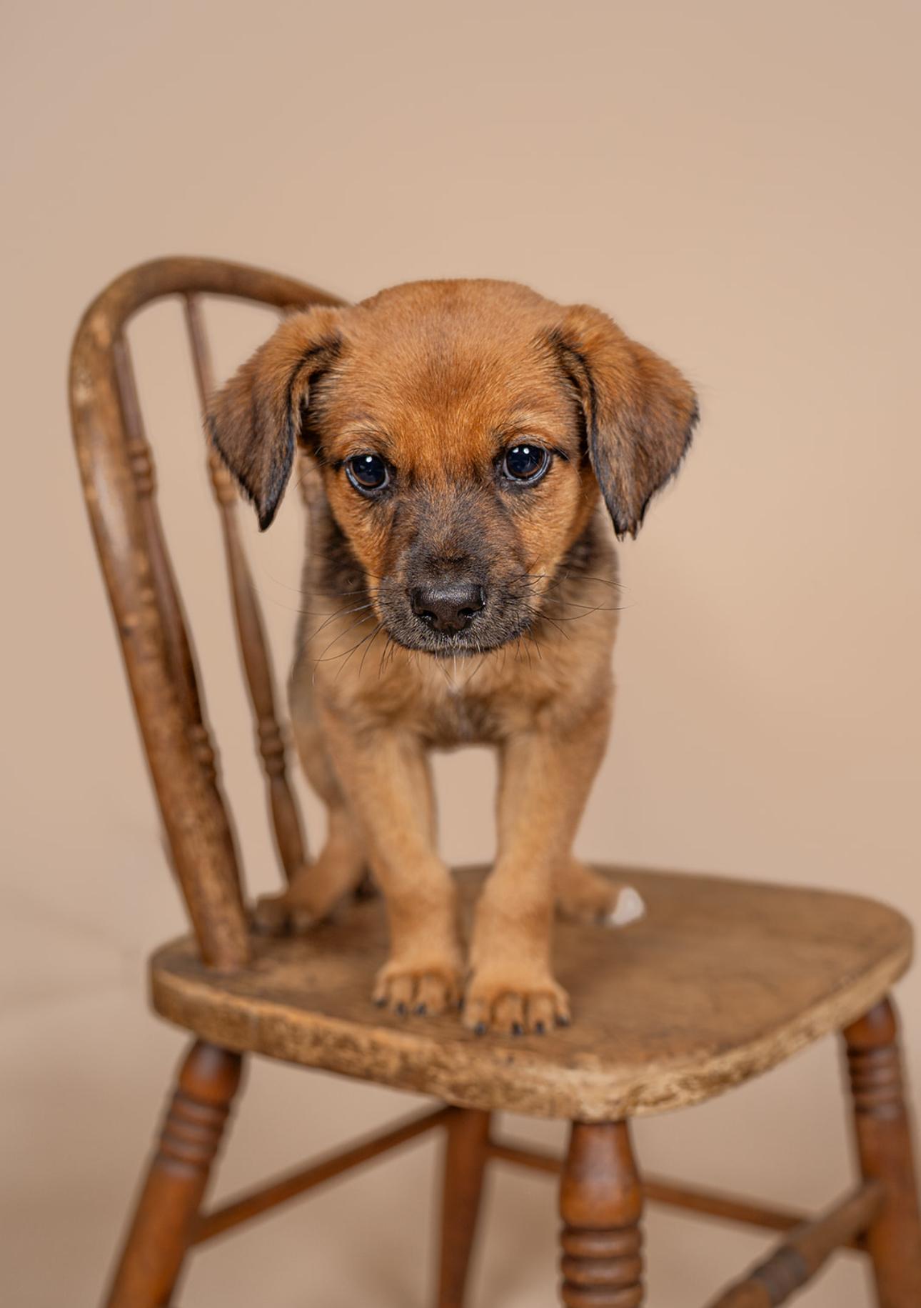 Enlarge Moose, a ADOPTABLE mixed breed in MOORESVILLE, NC image 2/3