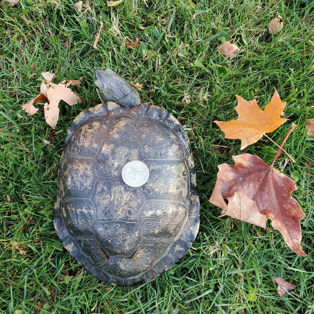 Delmar R Slider (water turtle), a Adoptable Red-Eared Slider in Baltimore, MD image 1/5