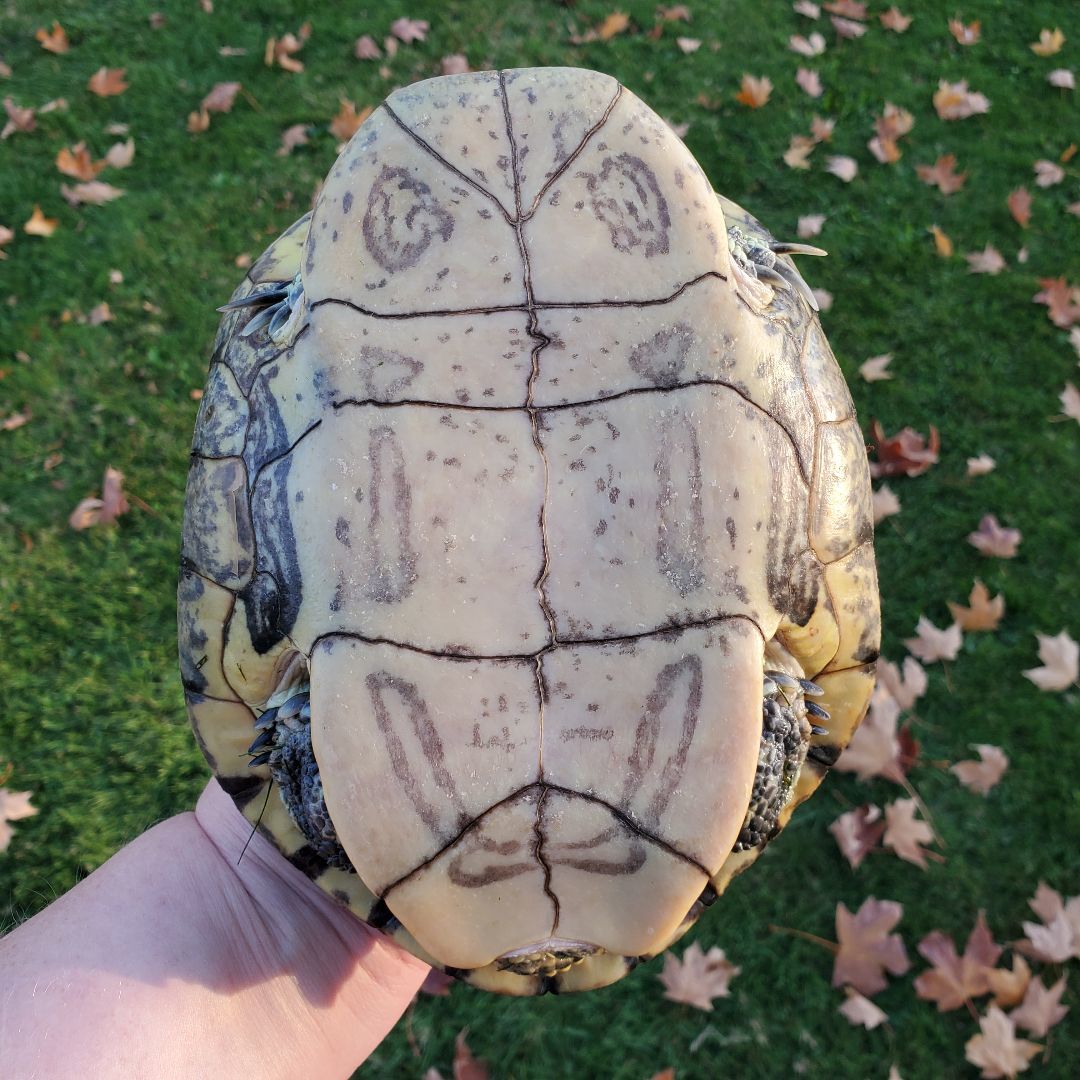 Delmar R Slider (water turtle), a Adoptable Red-Eared Slider in Baltimore, MD image 2/5