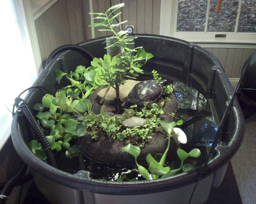 Delmar R Slider (water turtle), a Adoptable Red-Eared Slider in Baltimore, MD image 3/5