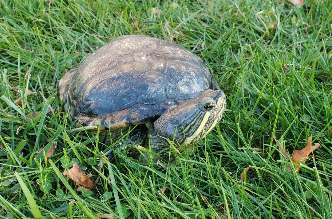 Delmar R Slider (water turtle)