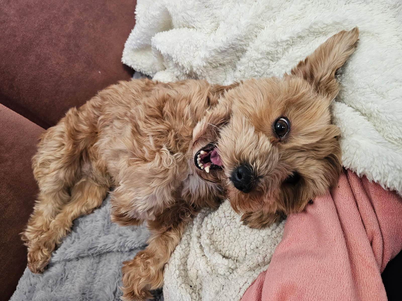 Enlarge Clove in Waleska, Georgia, a Adoptable Havanese in Waleska, GA image 4/5