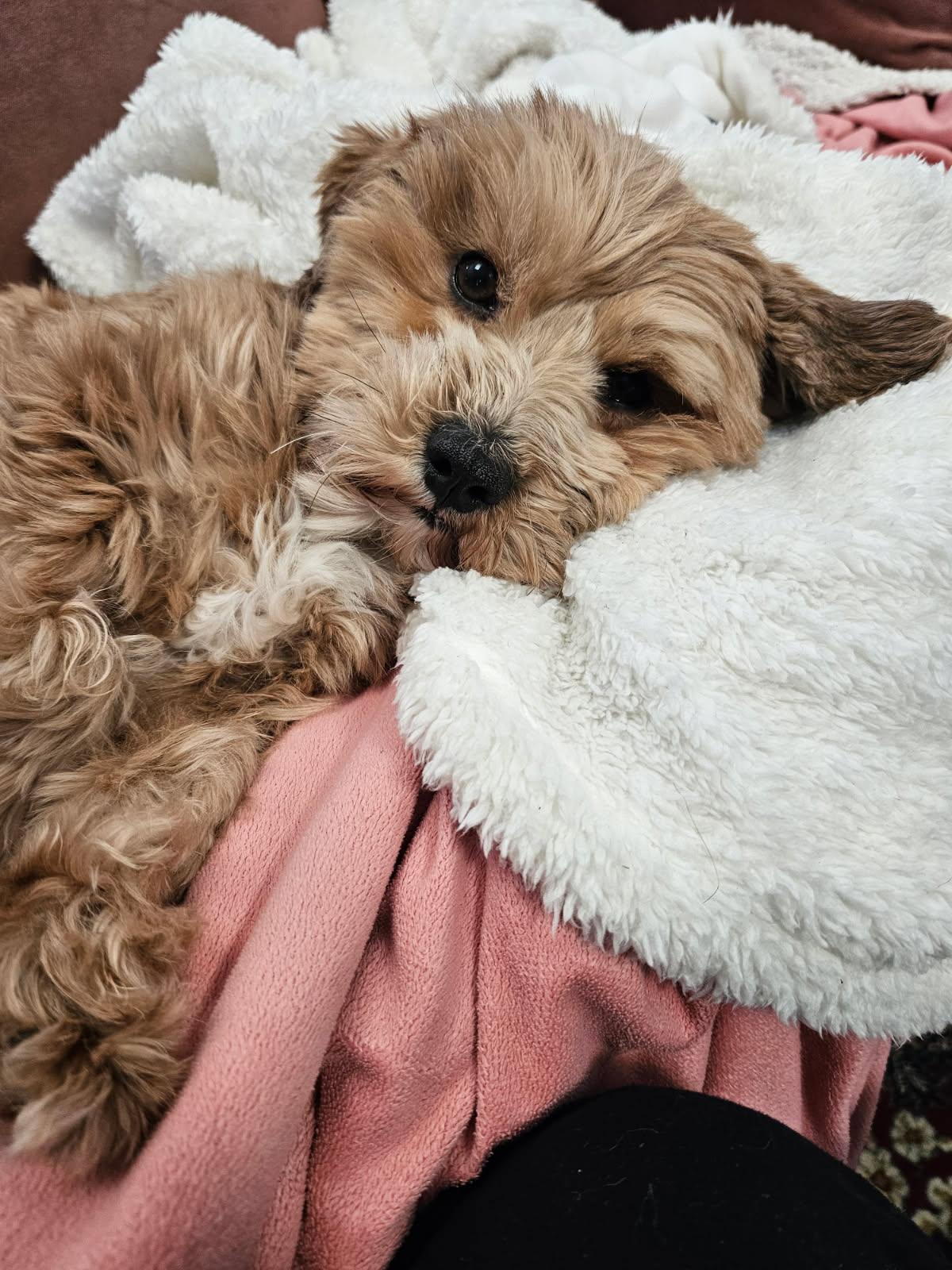 Clove in Waleska, Georgia, Adoptable, Adult Male Havanese.