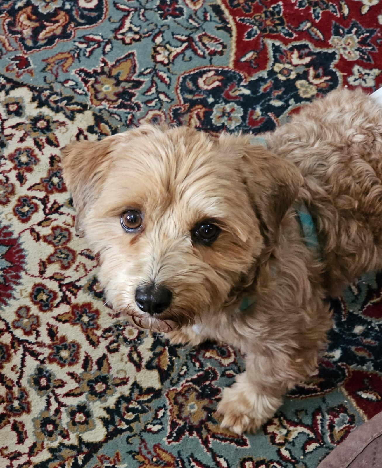 Enlarge Clove in Waleska, Georgia, a Adoptable Havanese in Waleska, GA image 2/5