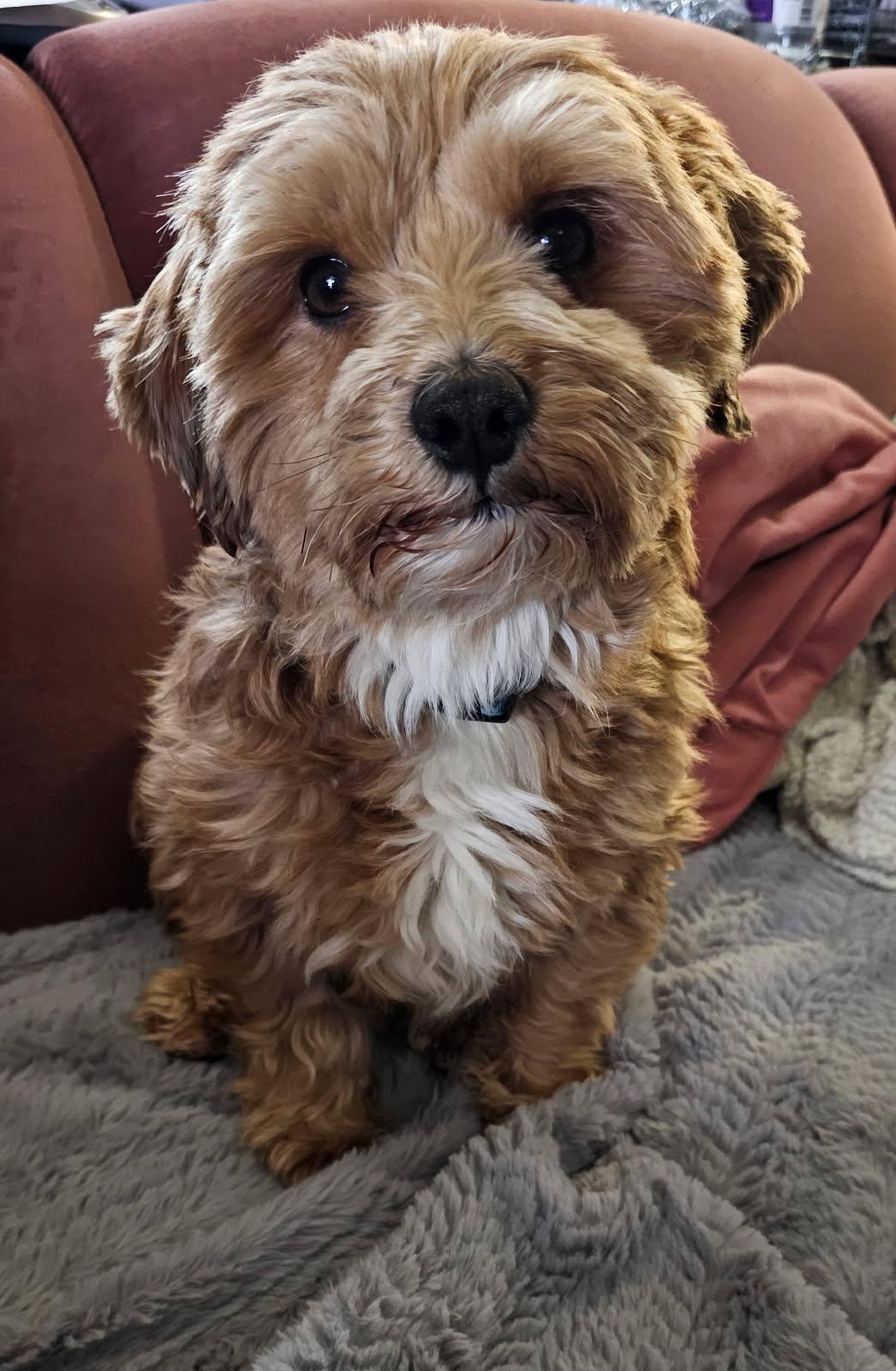 Enlarge Clove in Waleska, Georgia, a Adoptable Havanese in Waleska, GA image 3/5