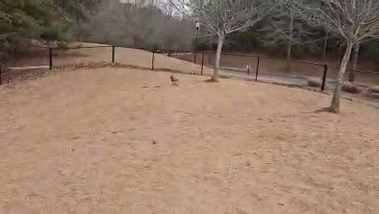 Enlarge Clove in Waleska, Georgia, a Adoptable Havanese in Waleska, GA video 5/5