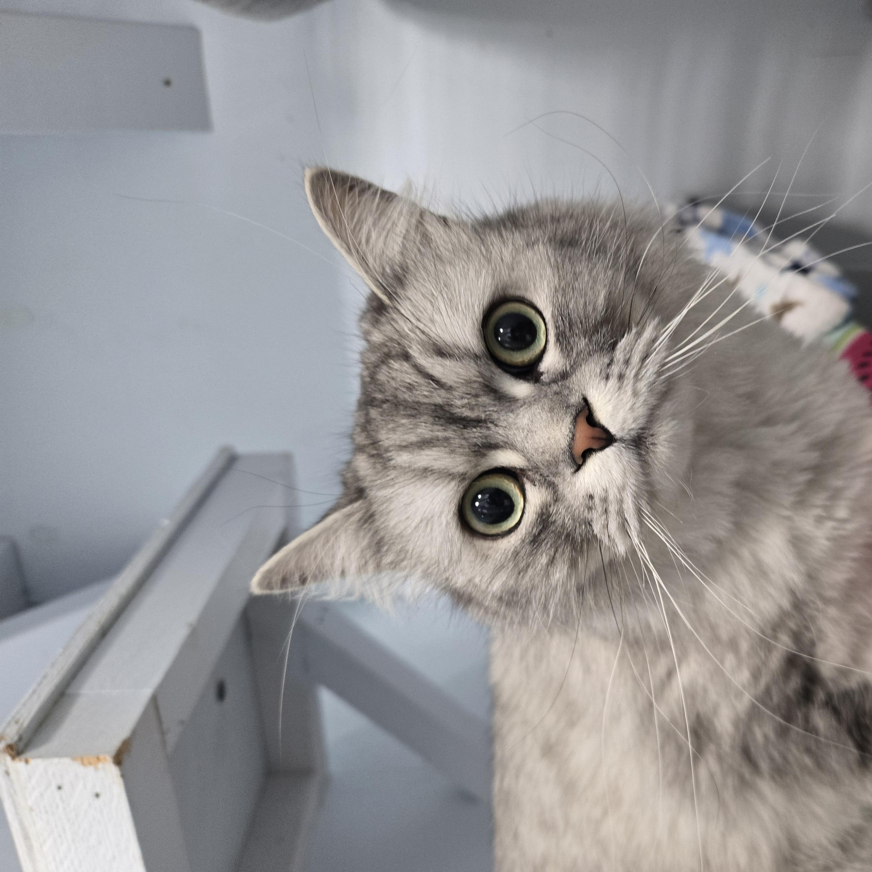 Enlarge Gizmo, a ADOPTABLE Domestic Long Hair in Mission, BC image 2/4