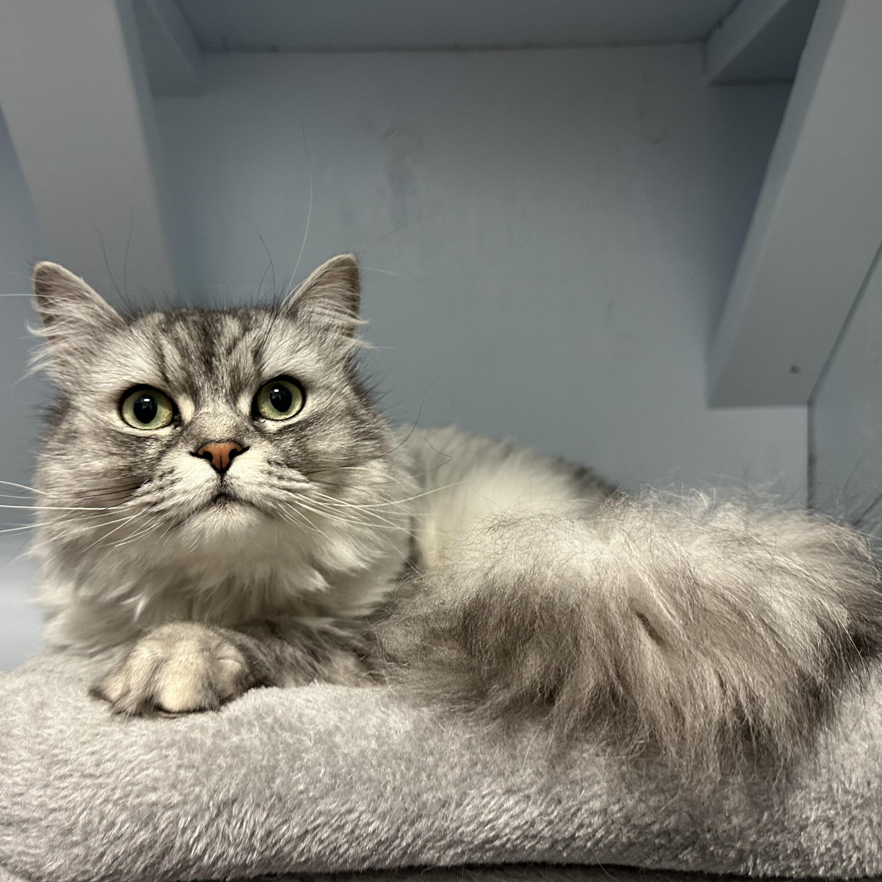 Enlarge Gizmo, a ADOPTABLE Domestic Long Hair in Mission, BC image 3/4