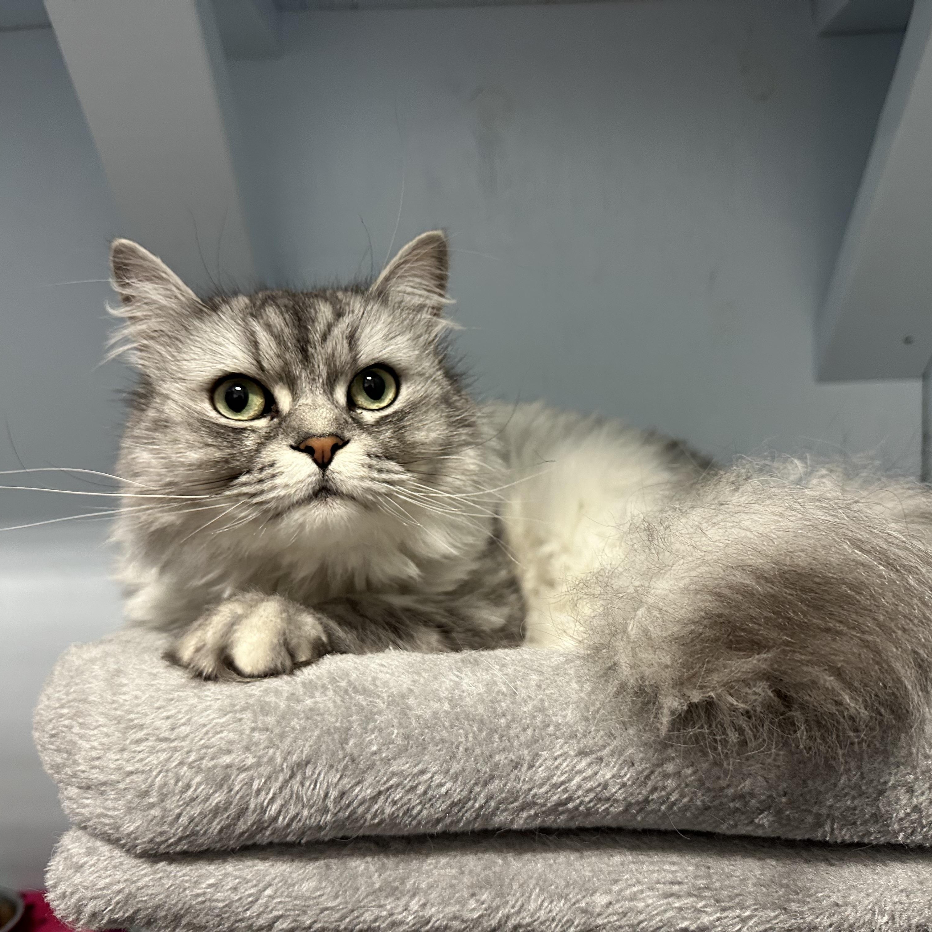 Enlarge Gizmo, a ADOPTABLE Domestic Long Hair in Mission, BC image 4/4