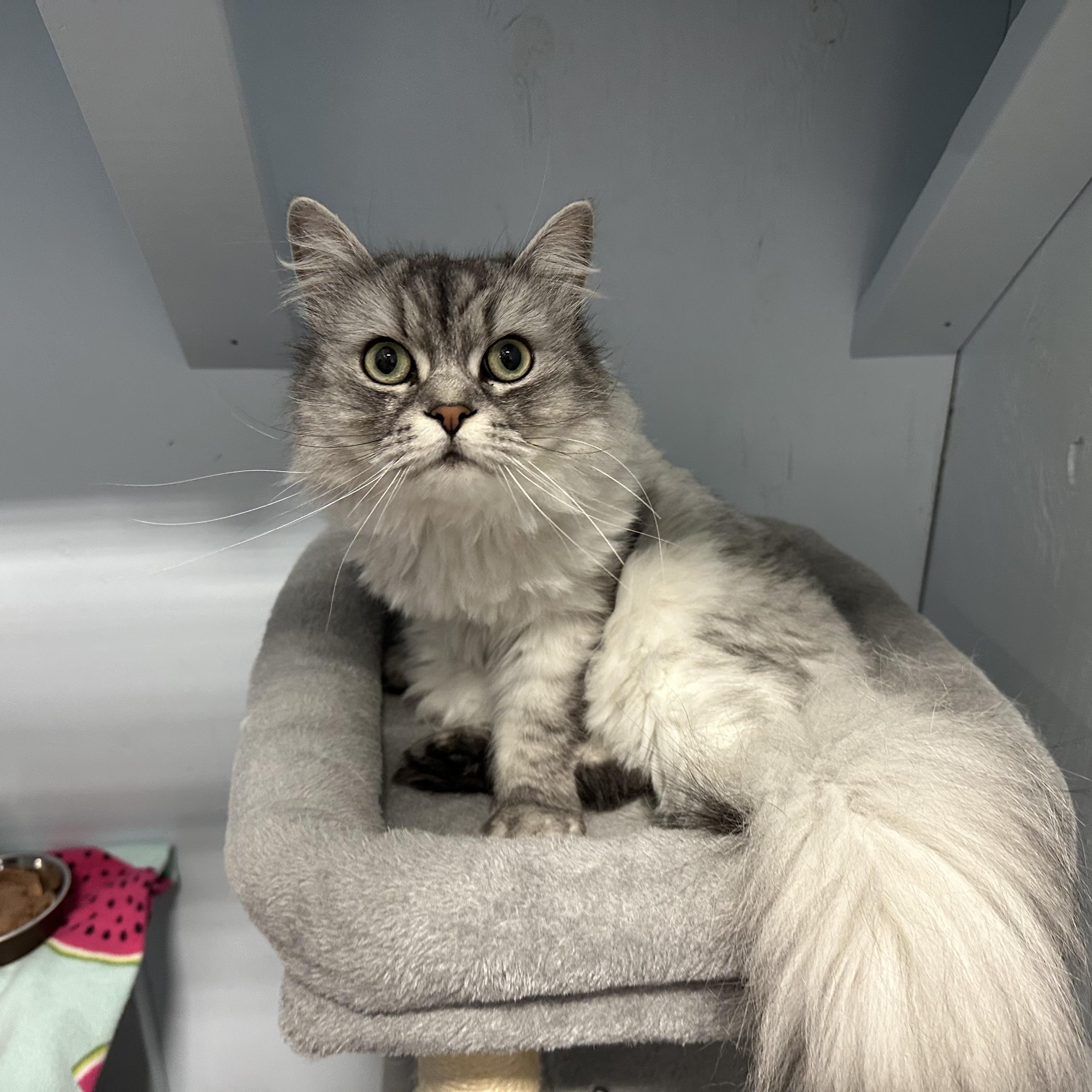 Gizmo, ADOPTABLE, Young Male Domestic Long Hair.