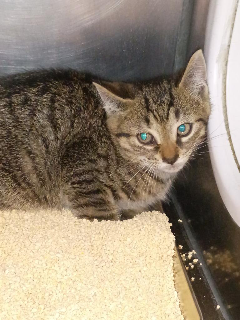 Jack (Jackie), Adoptable, Kitten Male Domestic Short Hair.