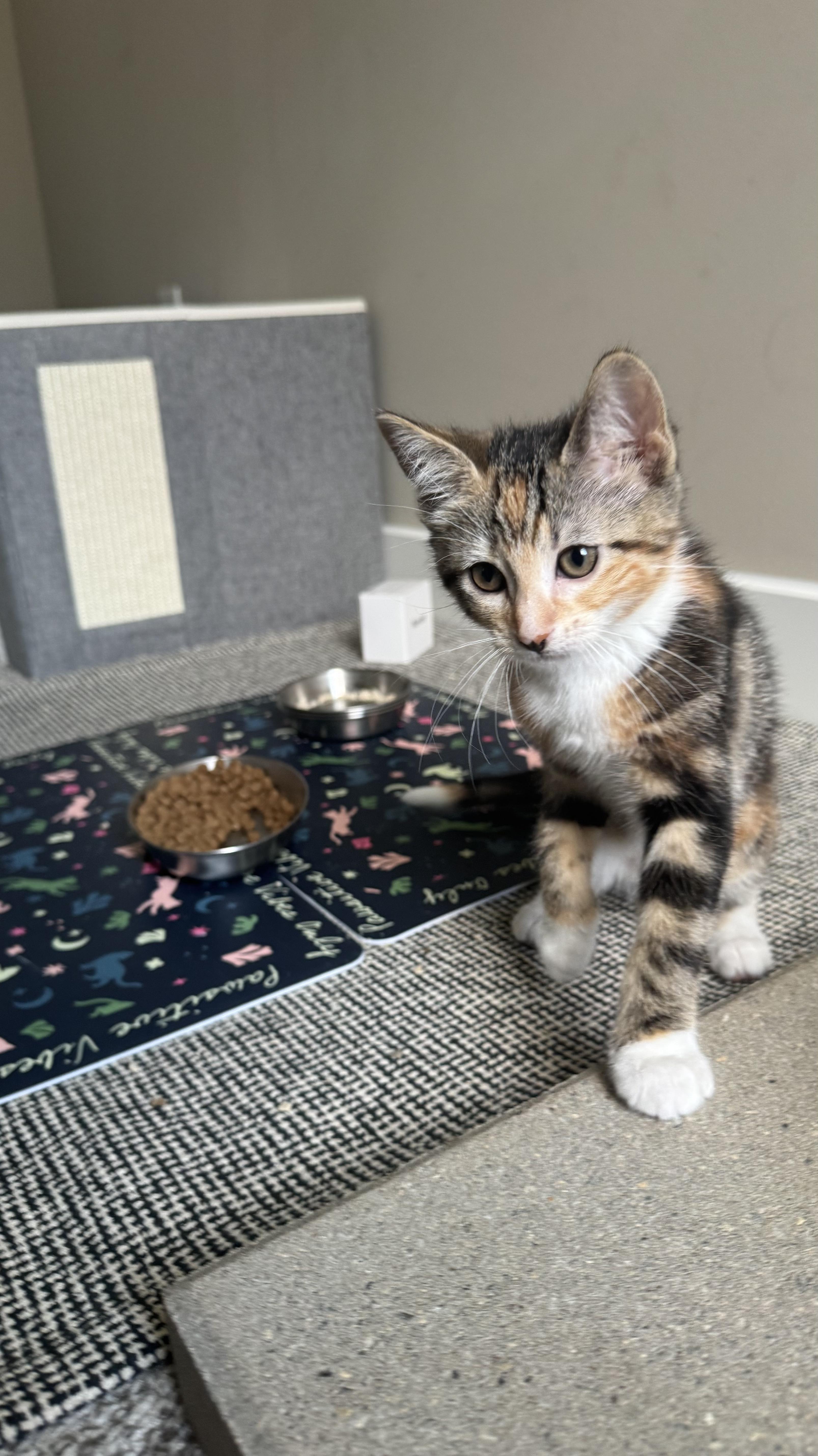 Enlarge Peach, a Adoptable Domestic Short Hair in Chaska, MN image 2/4