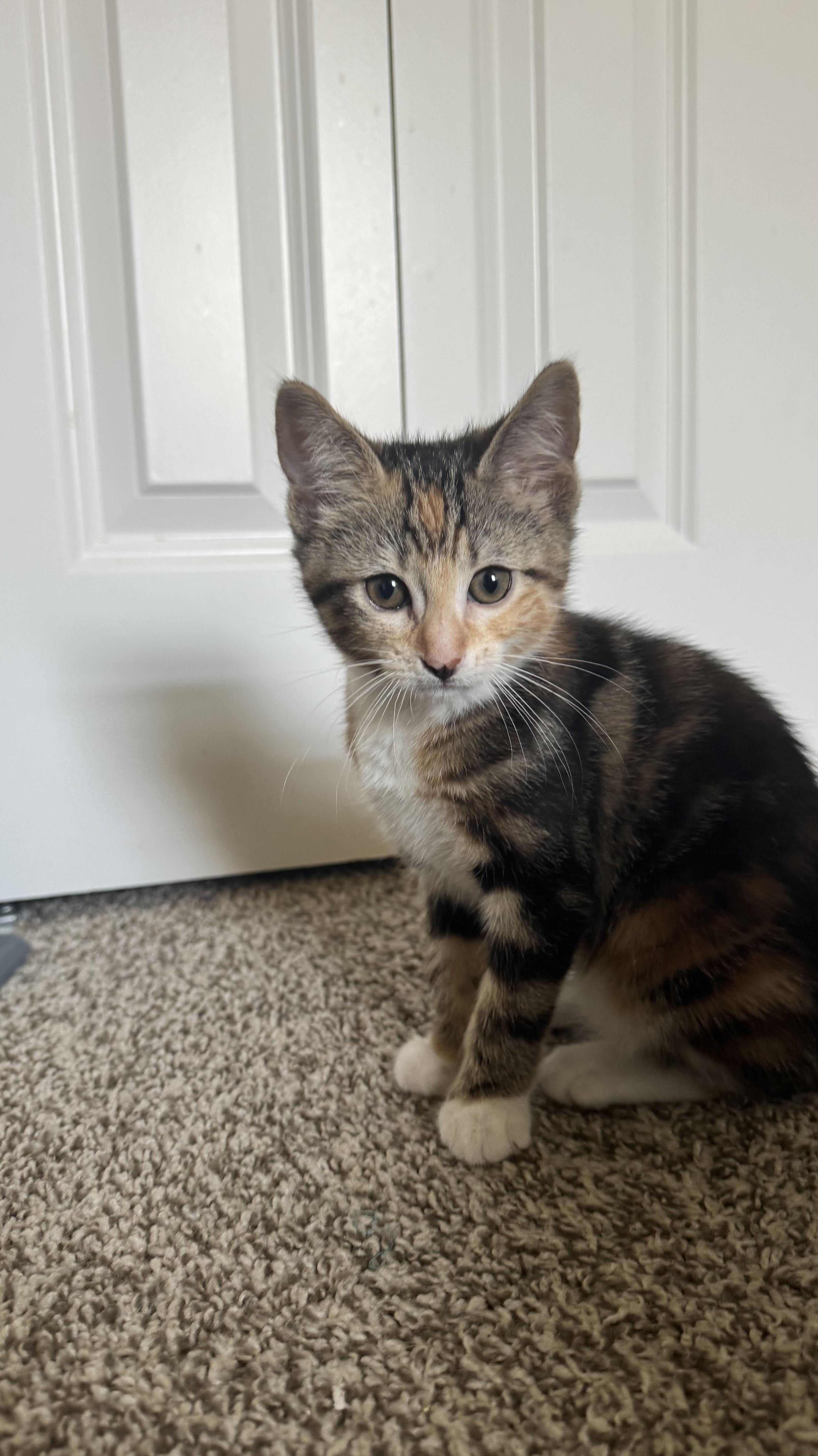 Enlarge Peach, a Adoptable Domestic Short Hair in Chaska, MN image 4/4