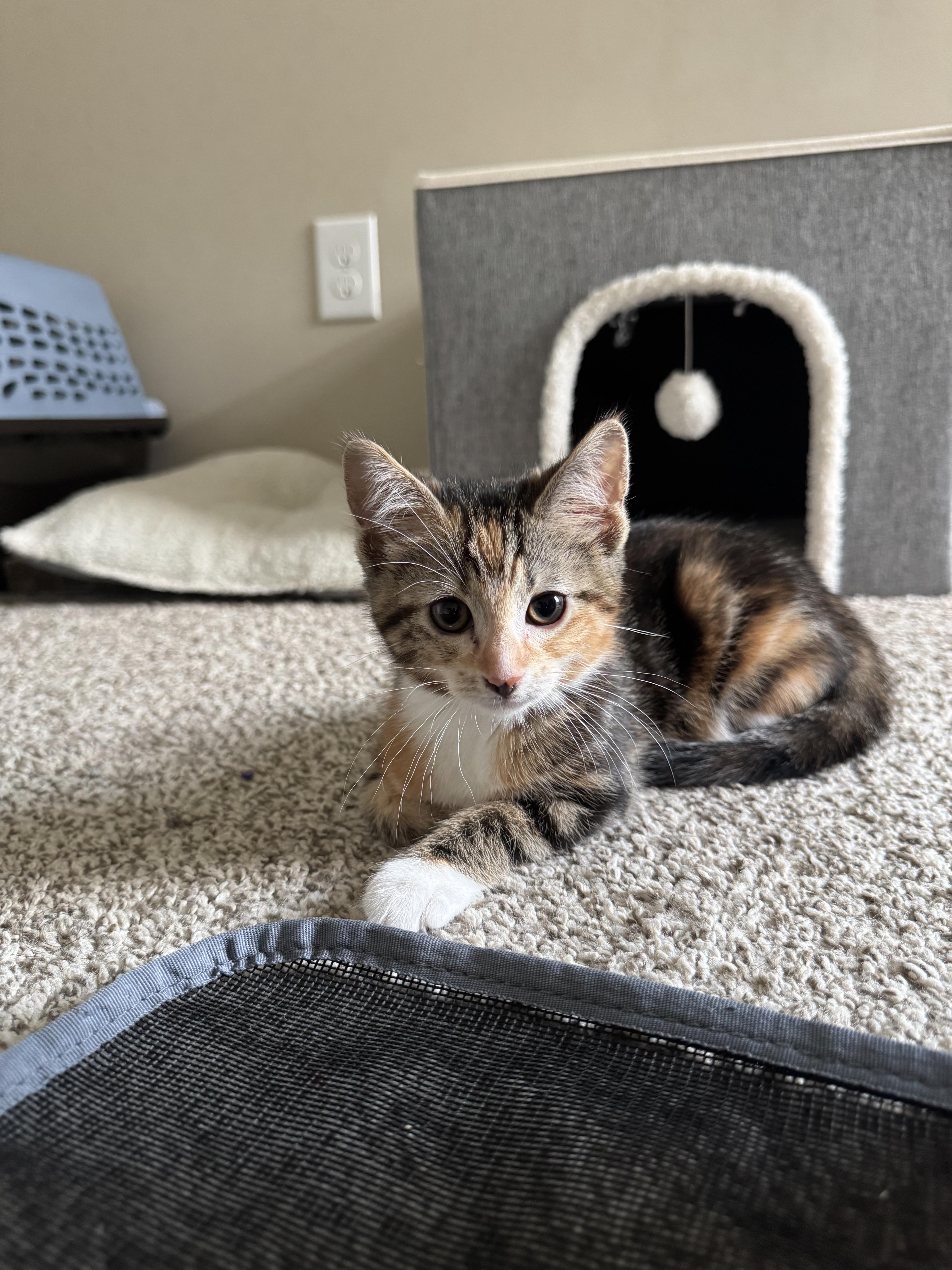 Enlarge Peach, a Adoptable Domestic Short Hair in Chaska, MN image 1/4