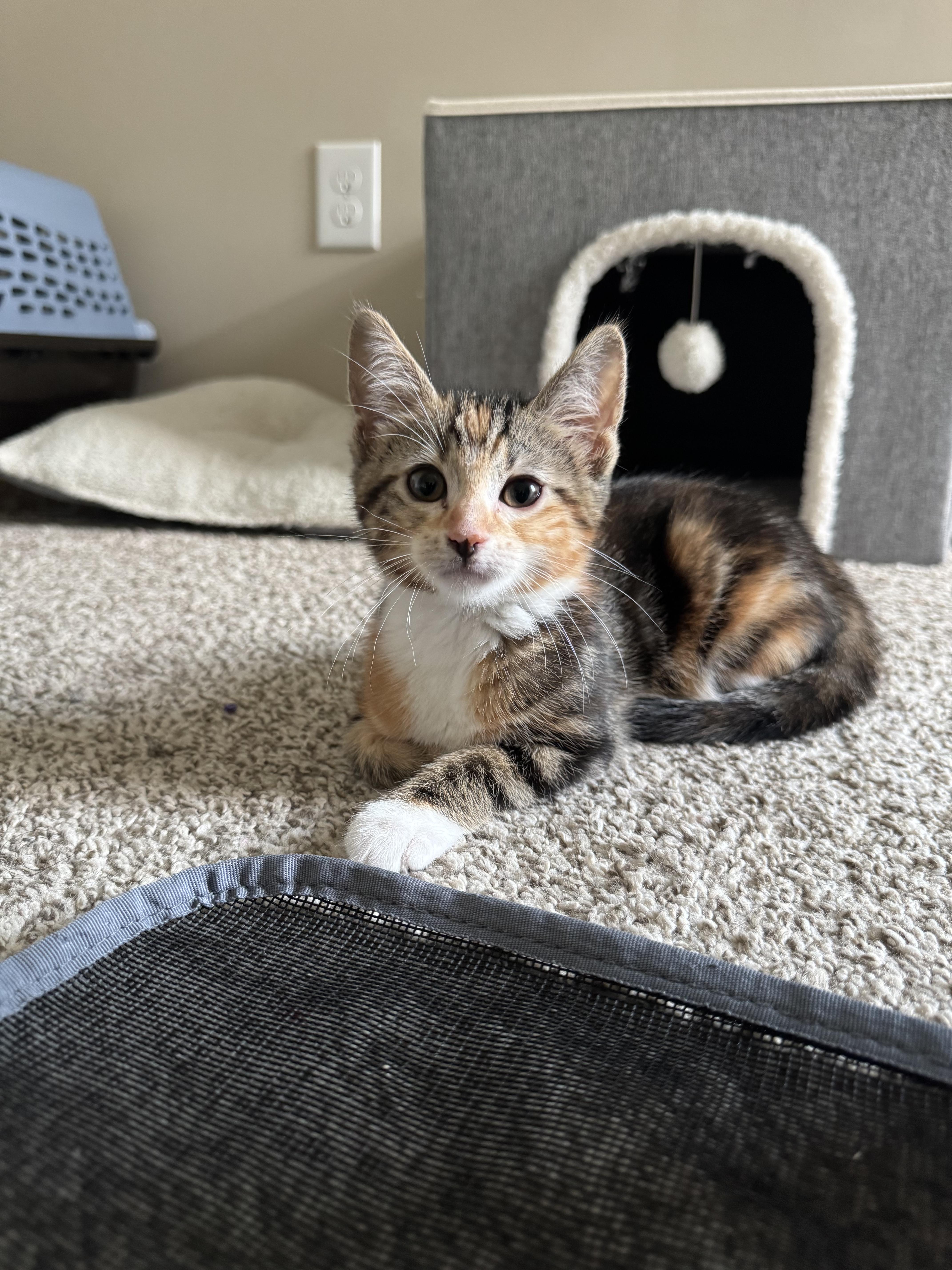 Enlarge Peach, a Adoptable Domestic Short Hair in Chaska, MN image 3/4
