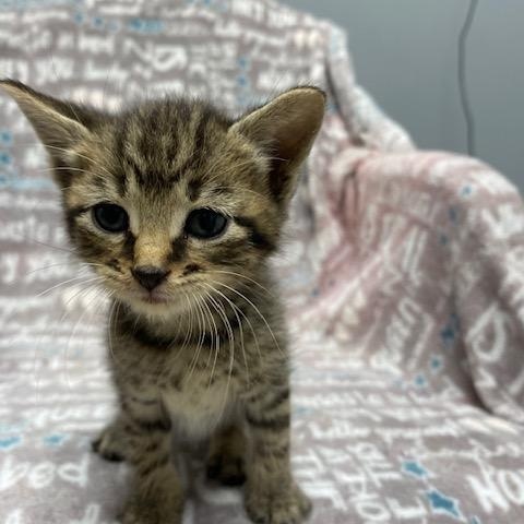 Mocha, Adopted, Kitten Male Domestic Short Hair.