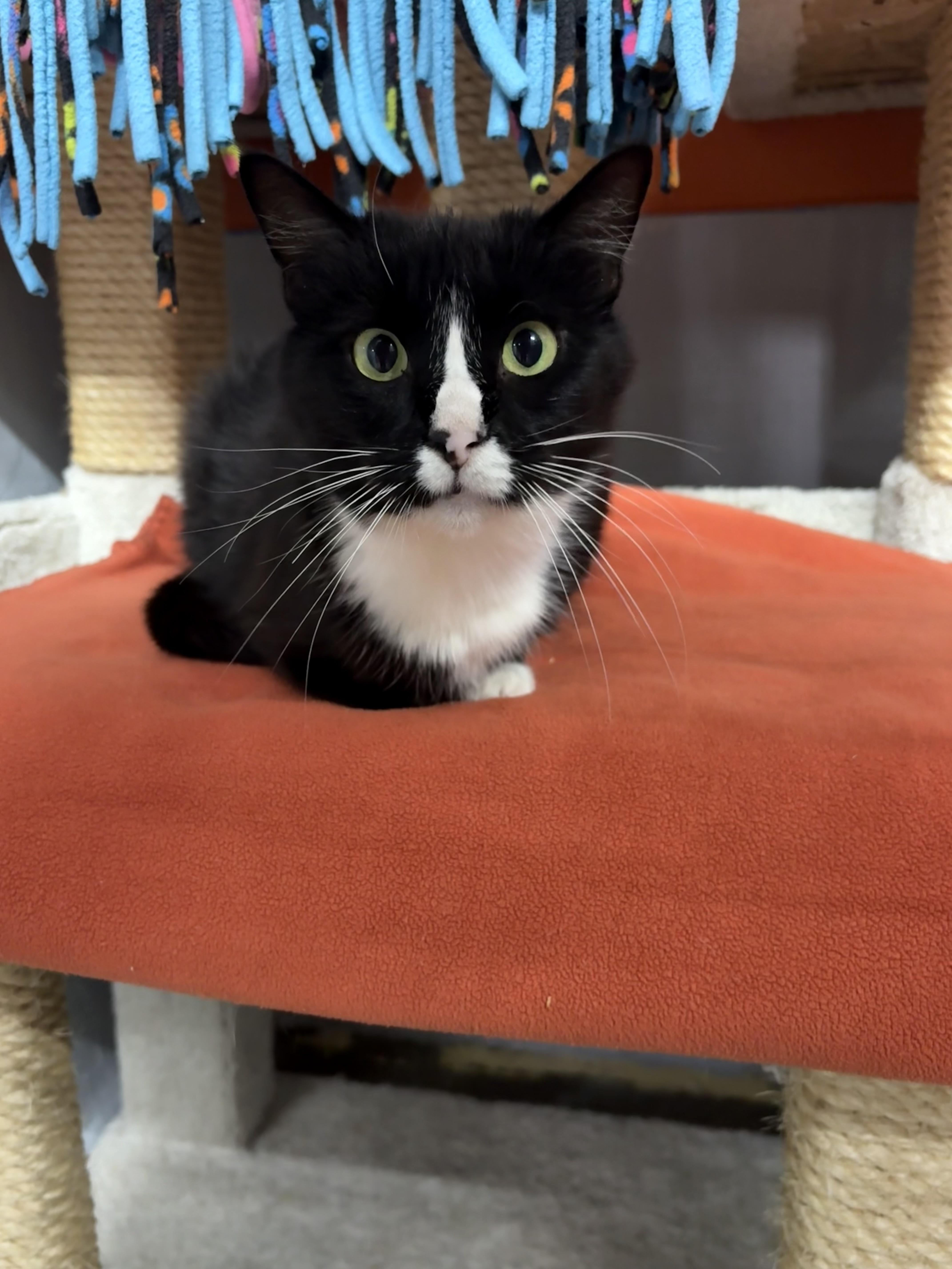Chonkers, ADOPTABLE, Adult Female Tuxedo.
