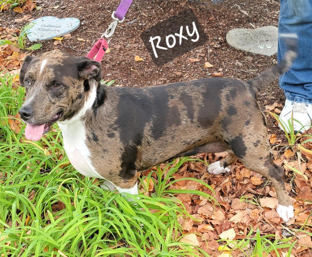 Enlarge Roxy, a Adoptable mixed breed in Prince Frederick, MD image 1/1