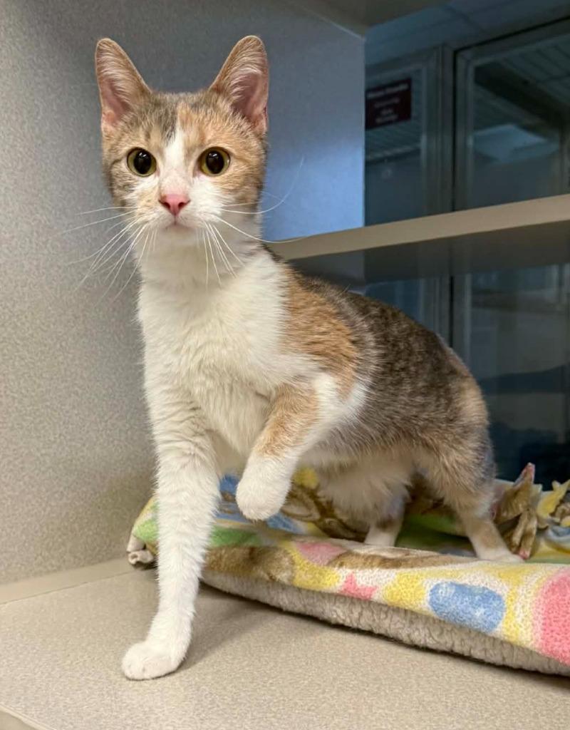 Fable, Adoptable, Young Female Domestic Long Hair.
