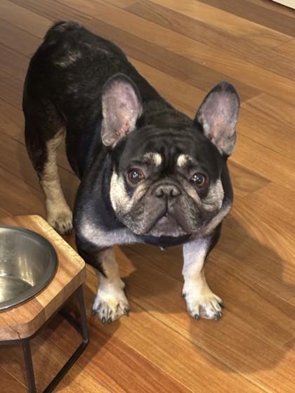 Enlarge REMINGTON VALE, a Adoptable French Bulldog in Bonney Lake, WA image 2/3
