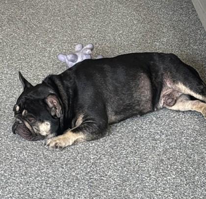 Enlarge REMINGTON VALE, a Adoptable French Bulldog in Bonney Lake, WA image 3/3