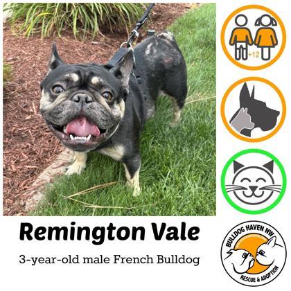 REMINGTON VALE, Adoptable, Adult Male French Bulldog.
