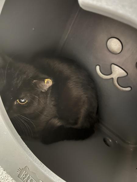 Swerve, Adoptable, Adult Male Domestic Medium Hair.