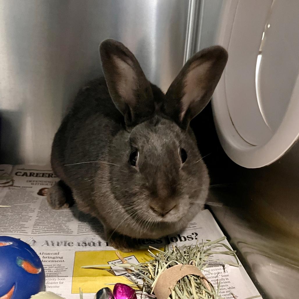 Enlarge Bunderful, a Adoptable American in Tacoma, WA image 1/1