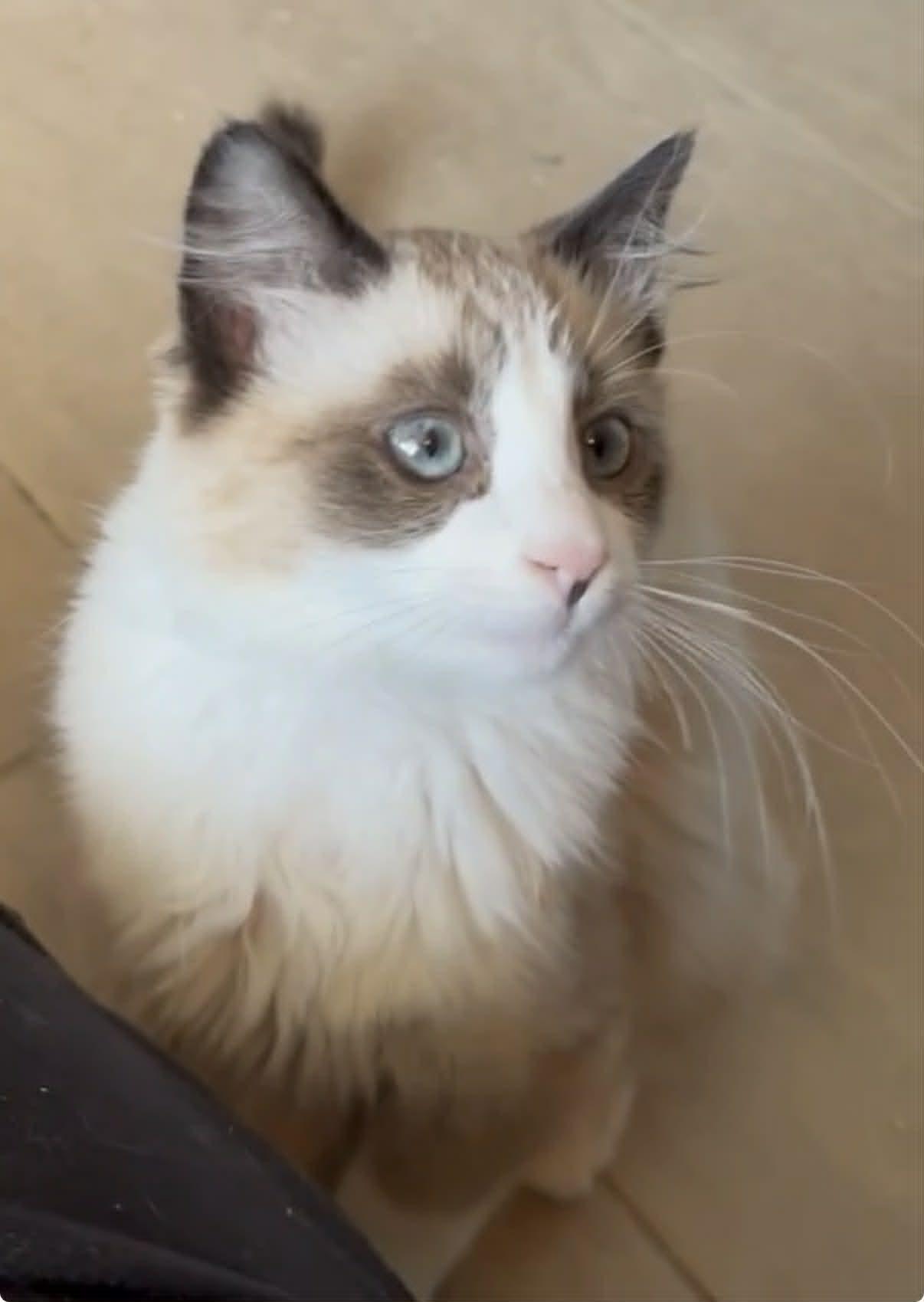 Foosa, adopted, Kitten Female Domestic Medium Hair & Ragdoll.