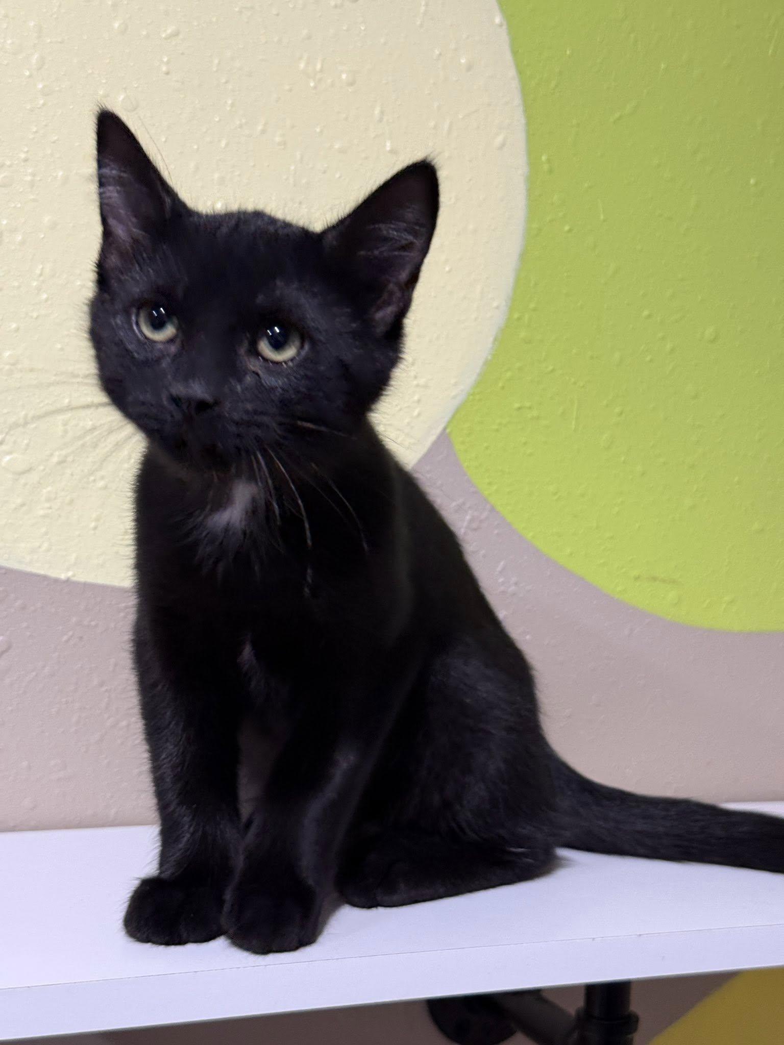 Shadow, an adoptable Domestic Short Hair in Diamondville, WY, 83116 | Photo Image 1