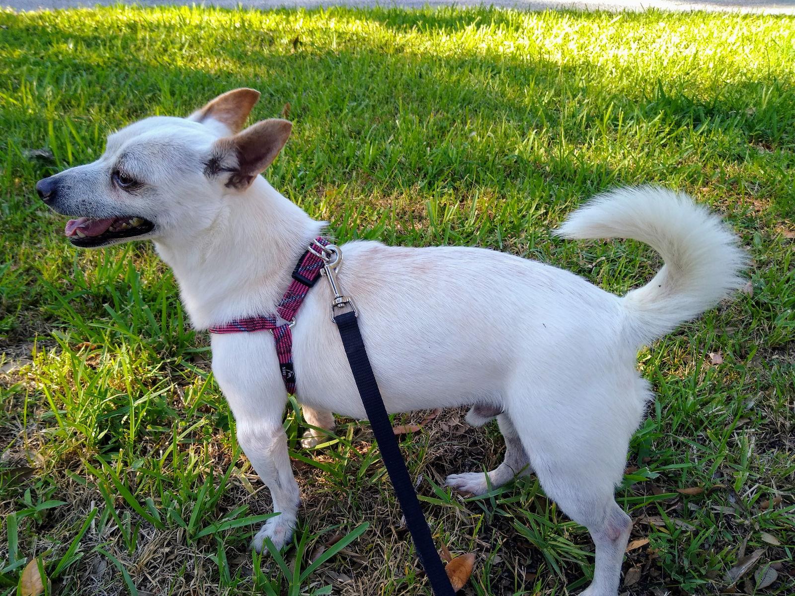 NASH, Adoptable, Adult Male Chihuahua.