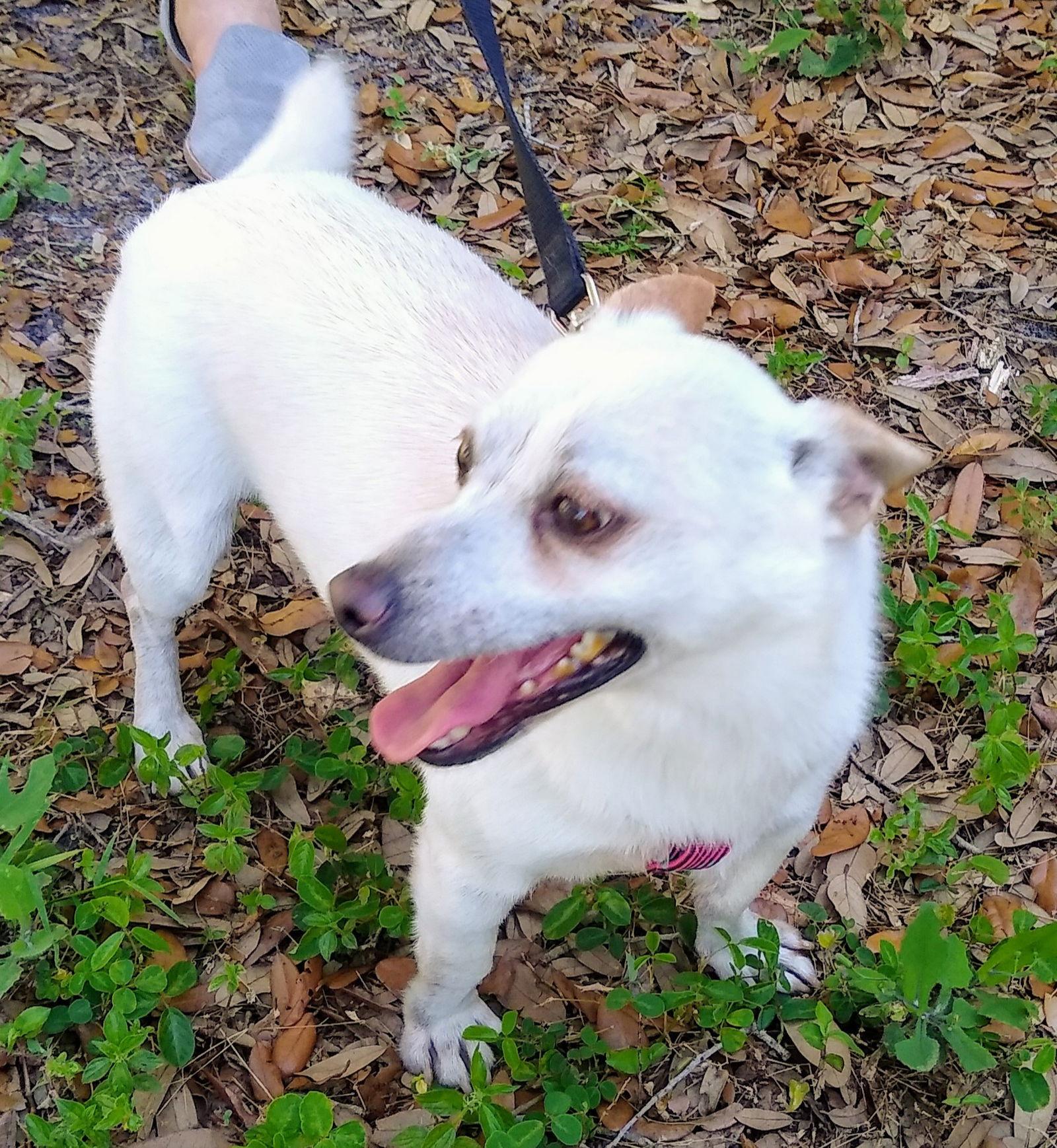 Enlarge NASH, a Adoptable Chihuahua in Tampa, FL image 2/2