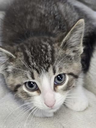 Enlarge Brooks, a Adoptable mixed breed in Bedford, IN image 2/3