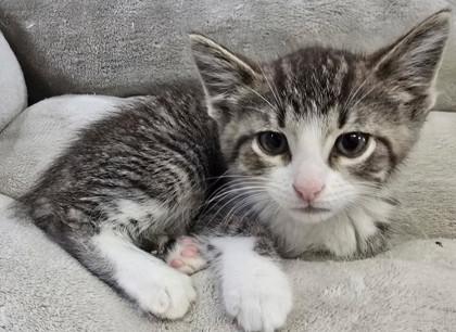Brooks, ADOPTABLE, Kitten Male Domestic Short Hair & American Shorthair.