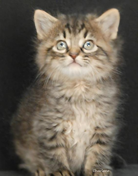 Fizz, Adoptable, Kitten Male Tabby.