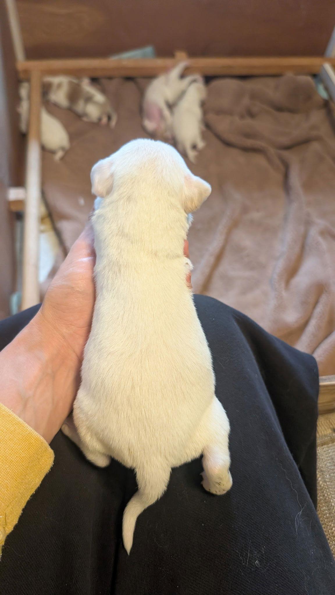 Atlas, Adoptable, Puppy Male Spaniel & Beagle.