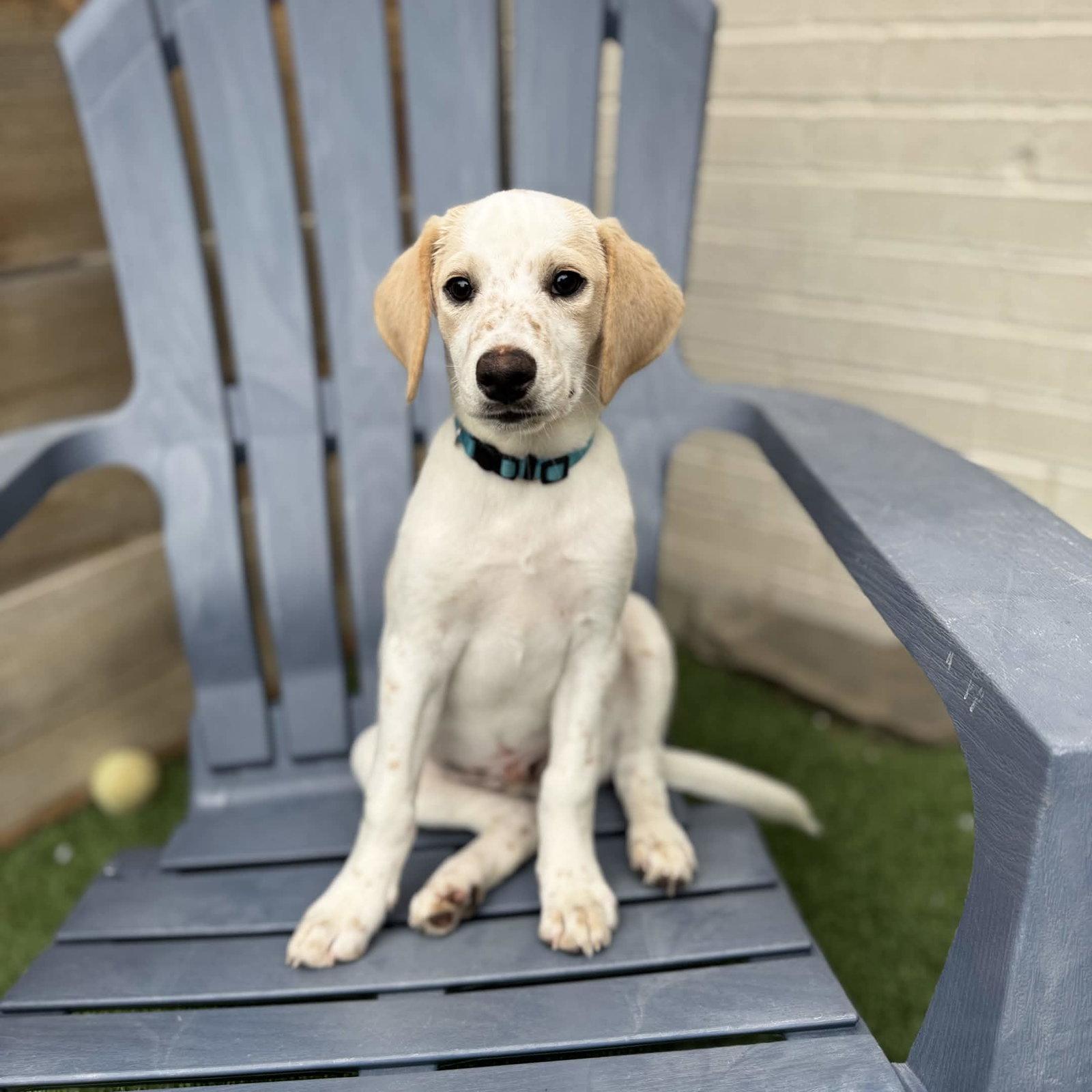 Atlas, Adoptable, Puppy Male Spaniel & Beagle.