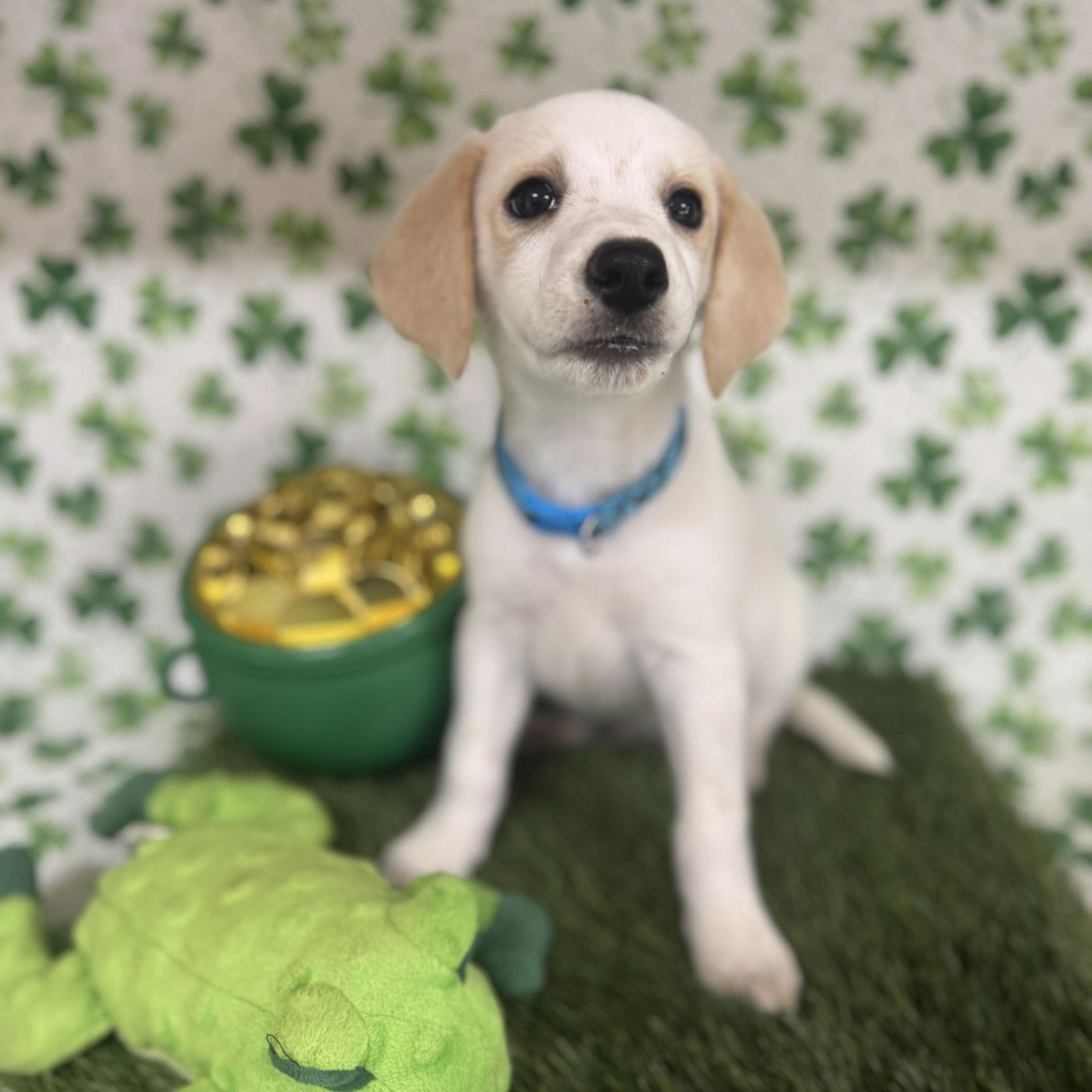 Atlas, a Adoptable mixed breed in Fort Worth, TX image 2/3