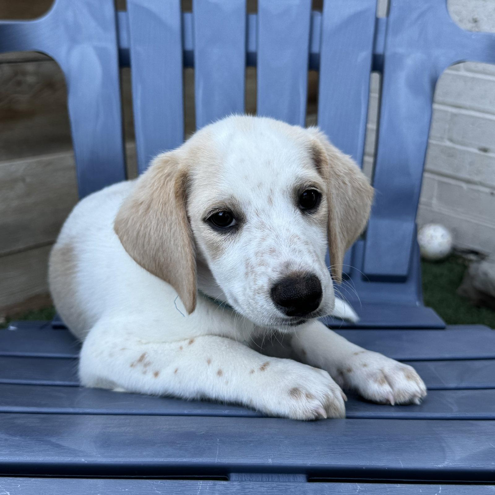 Enlarge Atlas, a Adoptable mixed breed in Fort Worth, TX image 2/3