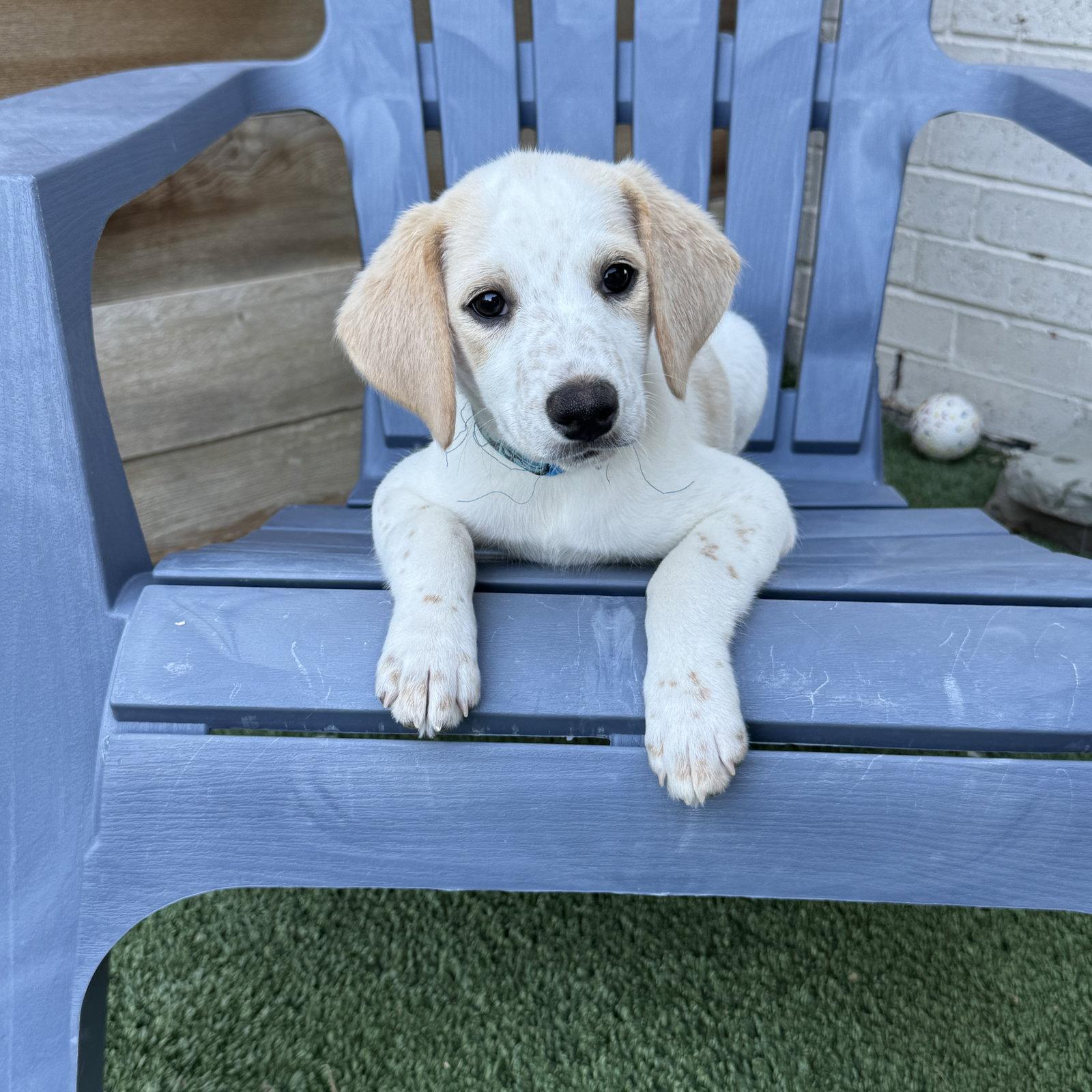 Enlarge Atlas, a Adoptable mixed breed in Fort Worth, TX image 3/3