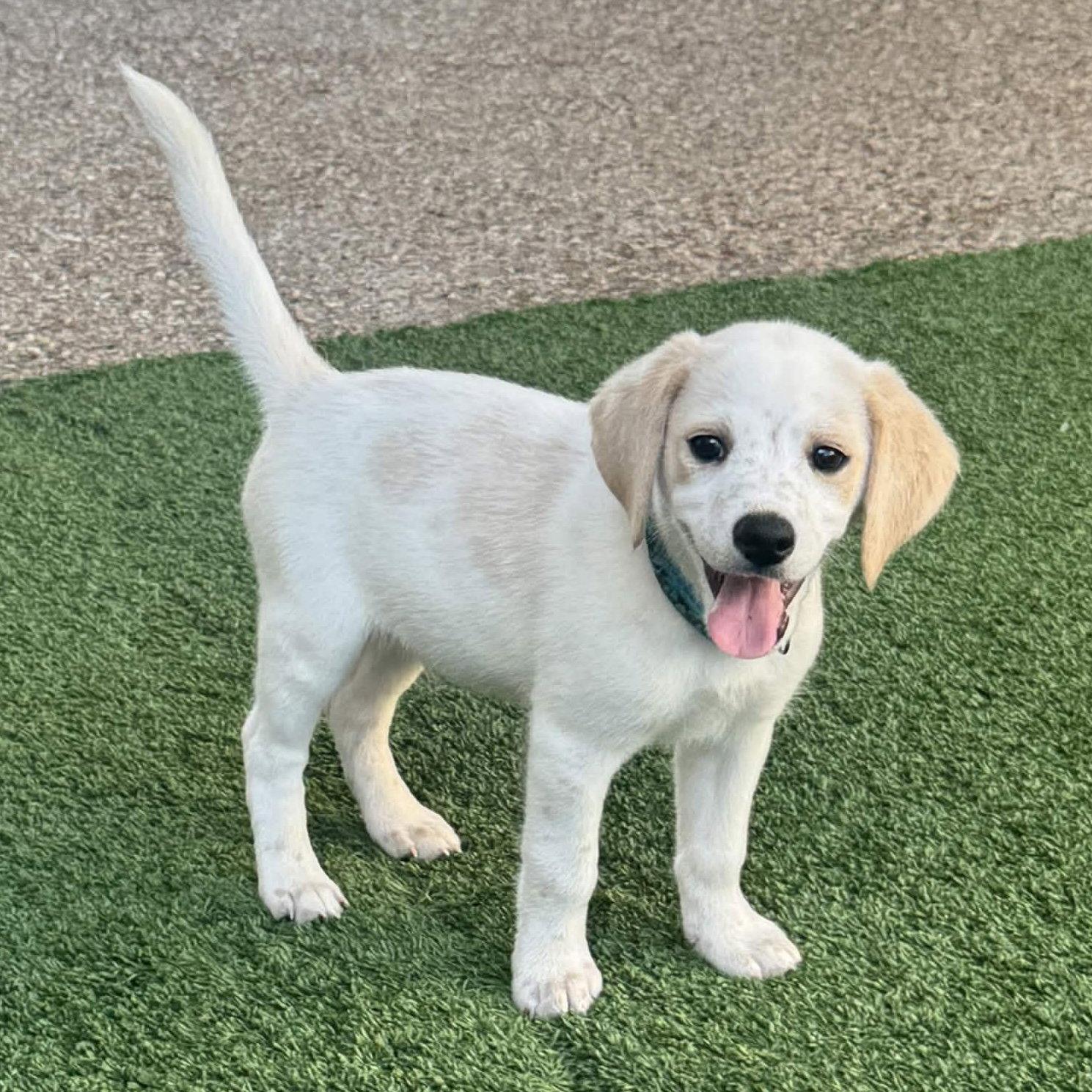 Atlas, a Adoptable mixed breed in Fort Worth, TX image 3/3