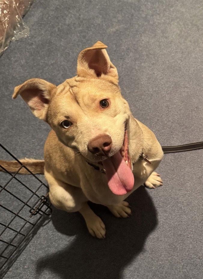 Enlarge Sunset, a Adoptable Pit Bull Terrier in Duluth, MN image 1/1