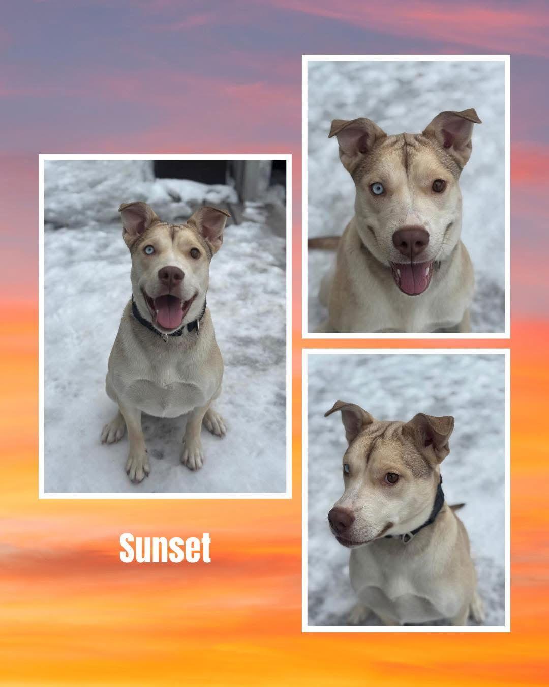 Enlarge Sunset, a Adoptable Pit Bull Terrier in Duluth, MN image 2/2