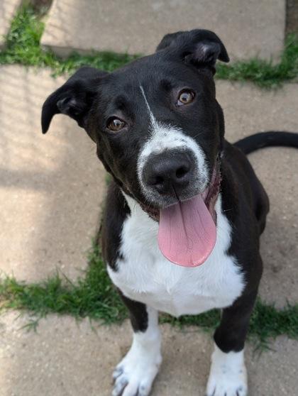 Stetson, Adoptable, Adult Male Pit Bull Terrier & Mixed Breed.